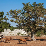 B&B La Gufa | Trulli and Nature